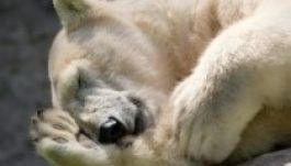 Meghalt Afrika utolsó jegesmedvéje