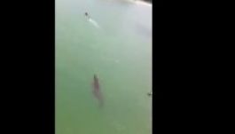 Így vadászik az úszó emberre egy krokodil (VIDEÓ)