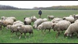 Felnőtt juhászképzés indul három magyarországi egyetemen