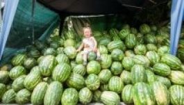 Közel félmillió tonna dinnye termett idén