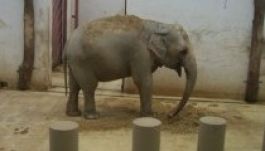 Szombaton ingyen látogatható az ötvenéves marosvásárhelyi állatkert