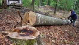 Átfogó akció indult a székelyföldi famaffia felszámolására