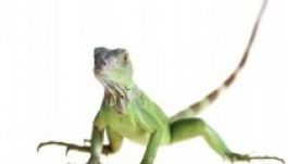 Hamarosan visszanöveszthető lesz a levágott ujj