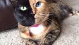 Genetikai hiba tette híressé a cicát