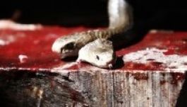 Levágott kobrafej marta halálra a szakácsot