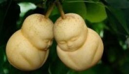 Nézegessen különleges formájú gyümölcsöket (GALÉRIA)