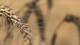Romániában még soha nem termett ennyi búza