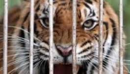 Betiltaná Remus Cernea a vadállatok cirkuszi szerepeltetését