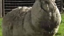 Sikerült befogni az évek óta szökésben lévő leggyapjasabb bárányt