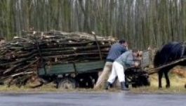 Fatolvajok lefülelésére razziáztak Háromszéken