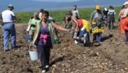 Bőséges a krumplitermés Székelyföldön