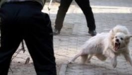 Drasztikusan csökkent a kutyatámadások száma