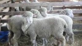 Román juhtenyésztők együttműködnének a magyarokkal