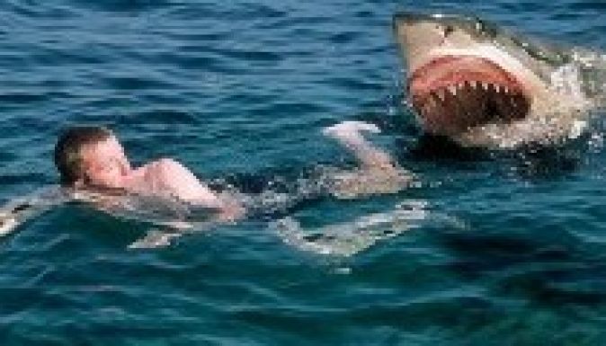 Tudjuk, kik a cápák kedvencei