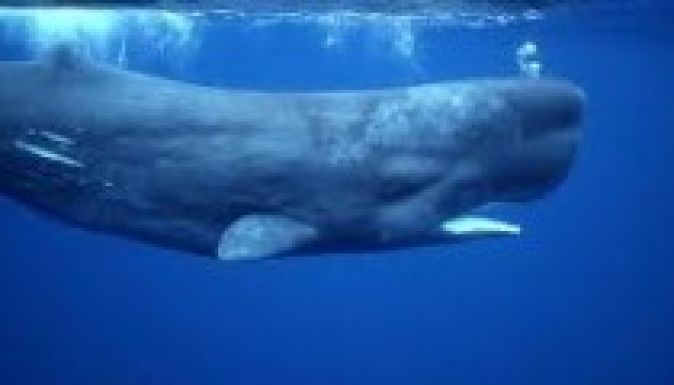 Ámbráscet-csapat tévedt az Adriai-tengerbe (VIDEÓ)