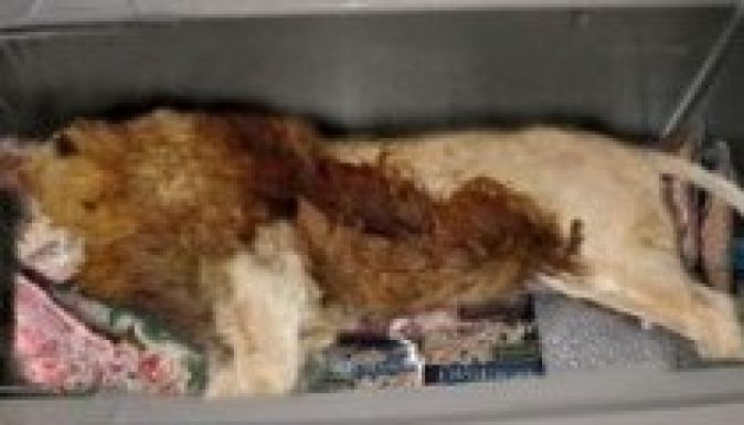 Döglött oroszlánt fektettek egy brit étterem fagyasztójába