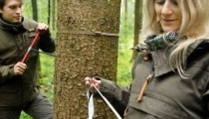 Fél évszázaddal ezelőtt lassabban nőttek a fák