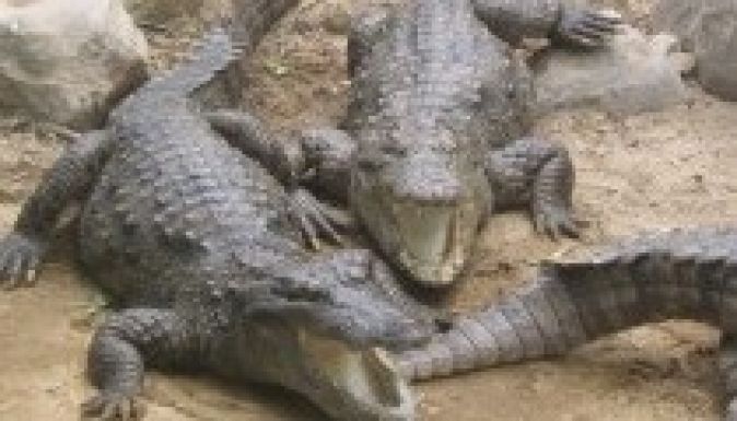 Krokodilok elé dobta magát egy nagymama