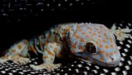 Szexelni küldték fel az űrgekkókat, tragédia történt