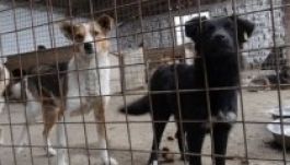 A kóbor kutyák illegális irtásának leállítását követelik