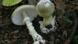 Kedvez az idő a gombának, sok a gyilkos galóca