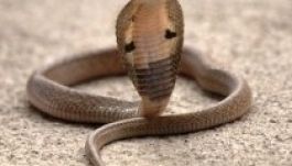 Halálra harapta az őt megmaró kobrát egy férfi