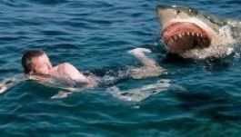 Tudjuk, kik a cápák kedvencei