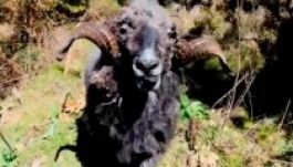 Nem kímélte a drónt az agresszív kos (VIDEÓ)