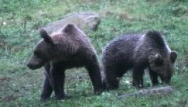 Minisztériumi célkeresztben a medvekérdés