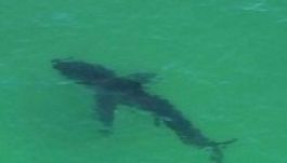 Halálos cápatámadás történt egy népszerű ausztrál strandon