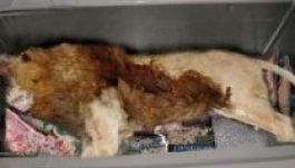 Döglött oroszlánt fektettek egy brit étterem fagyasztójába