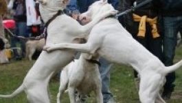 Hétvégén nemzetközi kutyakiállítás lesz Marosvásárhelyen