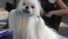 Négylábú kedvencek a marosvásárhelyi Ligetben