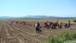 Feketén dolgozó krumpliszedőkre vadászik a háromszéki rendőrség