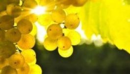 Ezen a héten kellemes nyárutó lesz, jövő héttől esik