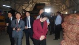 Kínai érdeklődés a csíki pityóka iránt