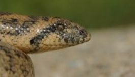 Nyolcvan év után újra felbukkant a homokiboa Romániában