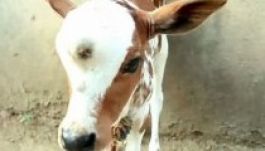 Háromszemű borjúban született újjá Síva két hete?