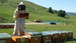 Arany árban a folyékony arany