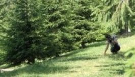 Vágják ki a Kovászna körüli fenyveseket