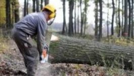 Életbe lép a fakitermelés nyomkövető rendszere