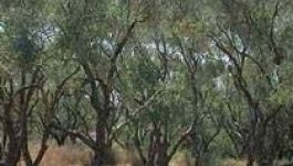 Kiirtják az olajfákat egy marokkói városban