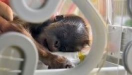Elárvult orangután bébit nevelnek inkubátorban Budapesten