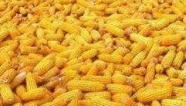 Négyszeres rekordtermést ért el egy kisperegi gazda