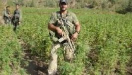 Marihuánát termeszt az olasz hadsereg