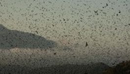 Rekordszámú kékvércseraj vonul át a Kárpát-medence fölött