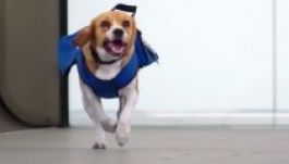 Kutyát alkalmazott a KLM légitársaság (VIDEÓ)