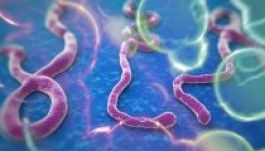 Nagyobb erőkre van szükség az Ebola-járvány ellen