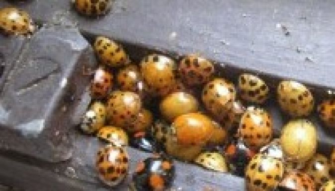 Uniós rendelet: visszaszorítják az özönfajokat