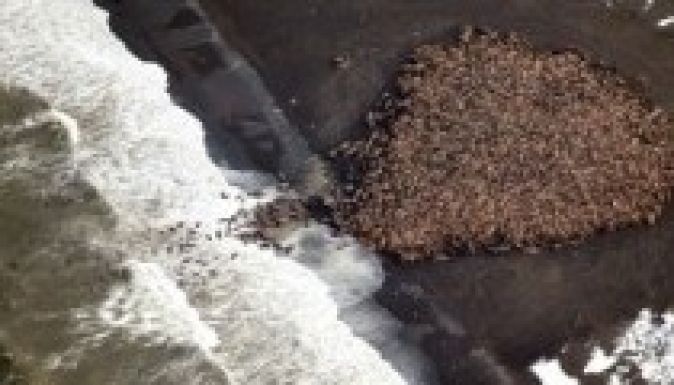 Rozmárok tolonganak az alaszkai parton